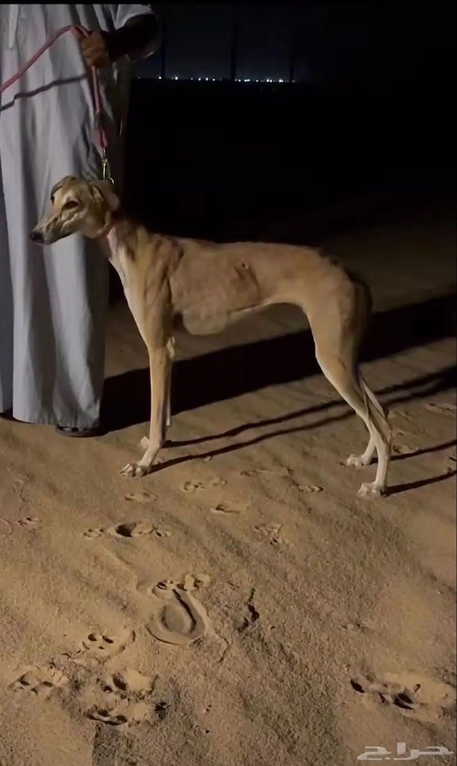 سلقان 1