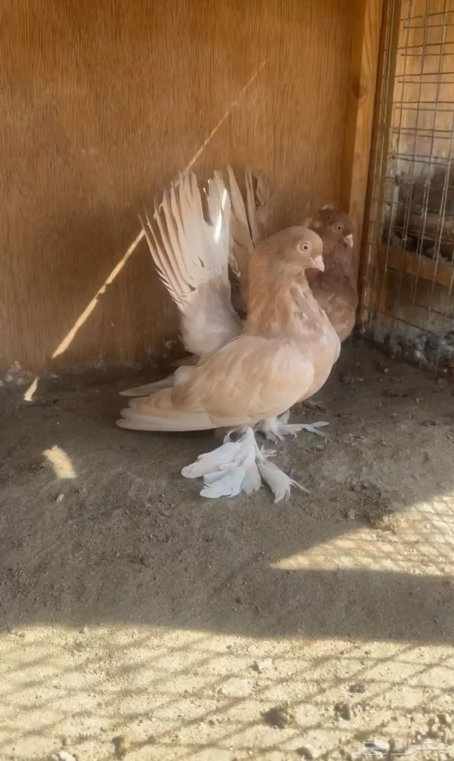 كرنقو 0