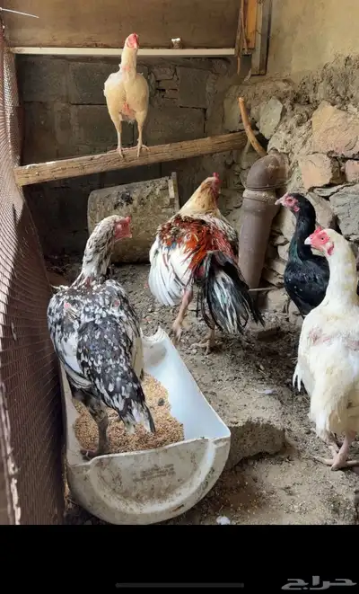 ديكين وخمس دجاجات 3