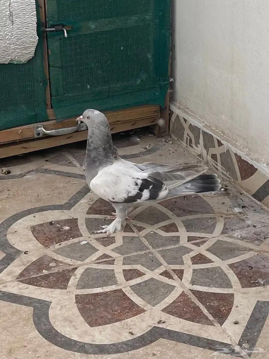 حمام تركي معقد 0