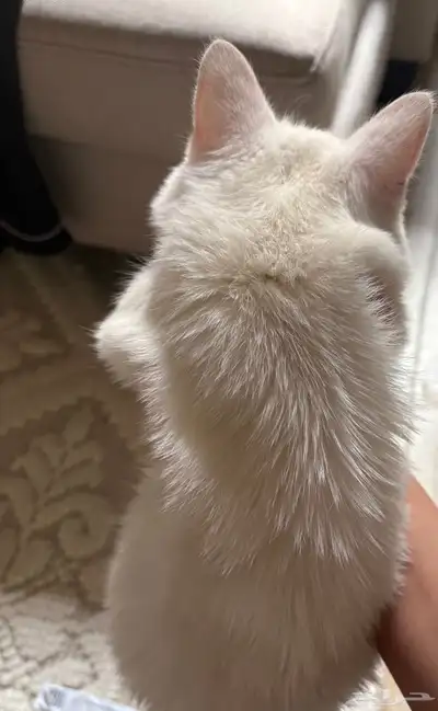 قطه صغيره 2