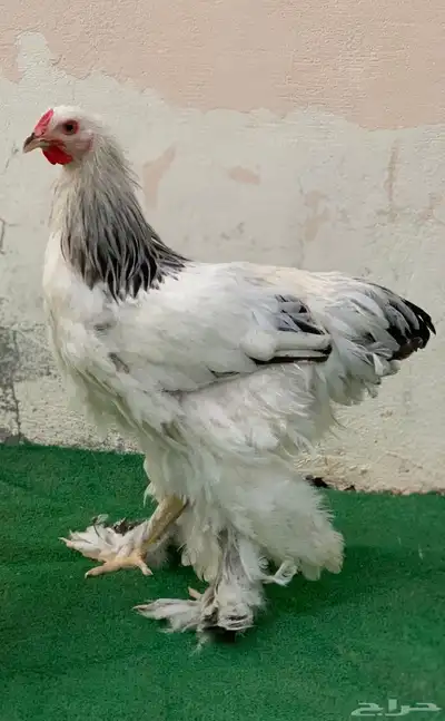طقم براهما كولمبي 1