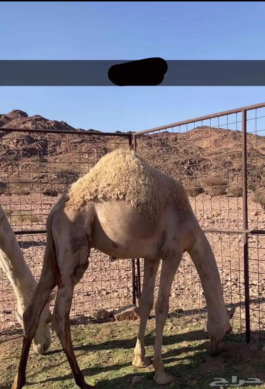 قعود للبيع تحت امه 1