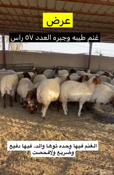 غنم نعيم فاخره 0