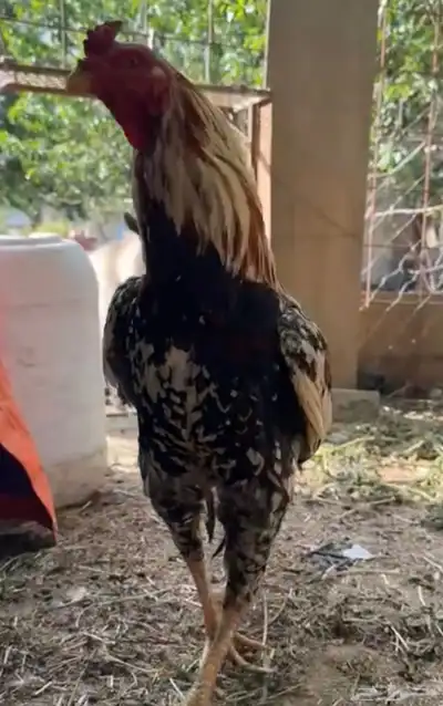 ديكين وخمس دجاجات 1