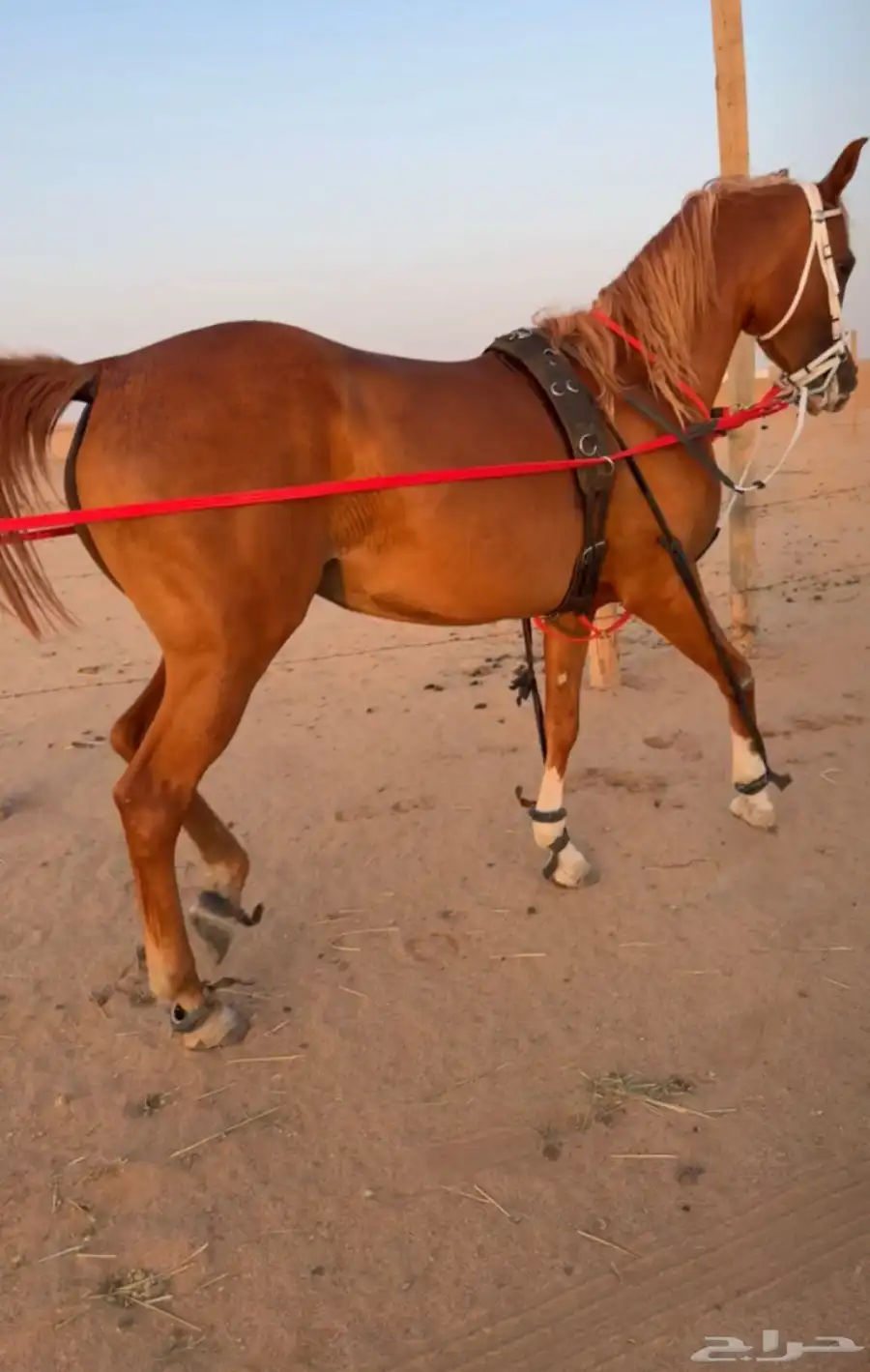 فرس شعبيه 3