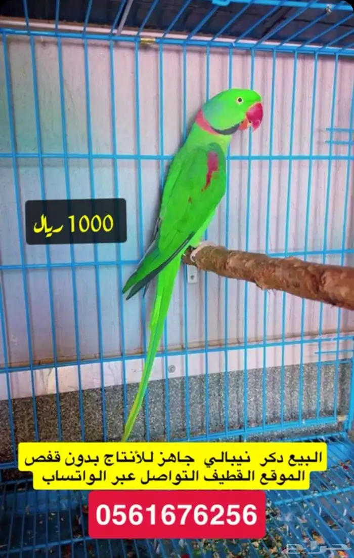 درات هولندي ودكر نيبالي 2