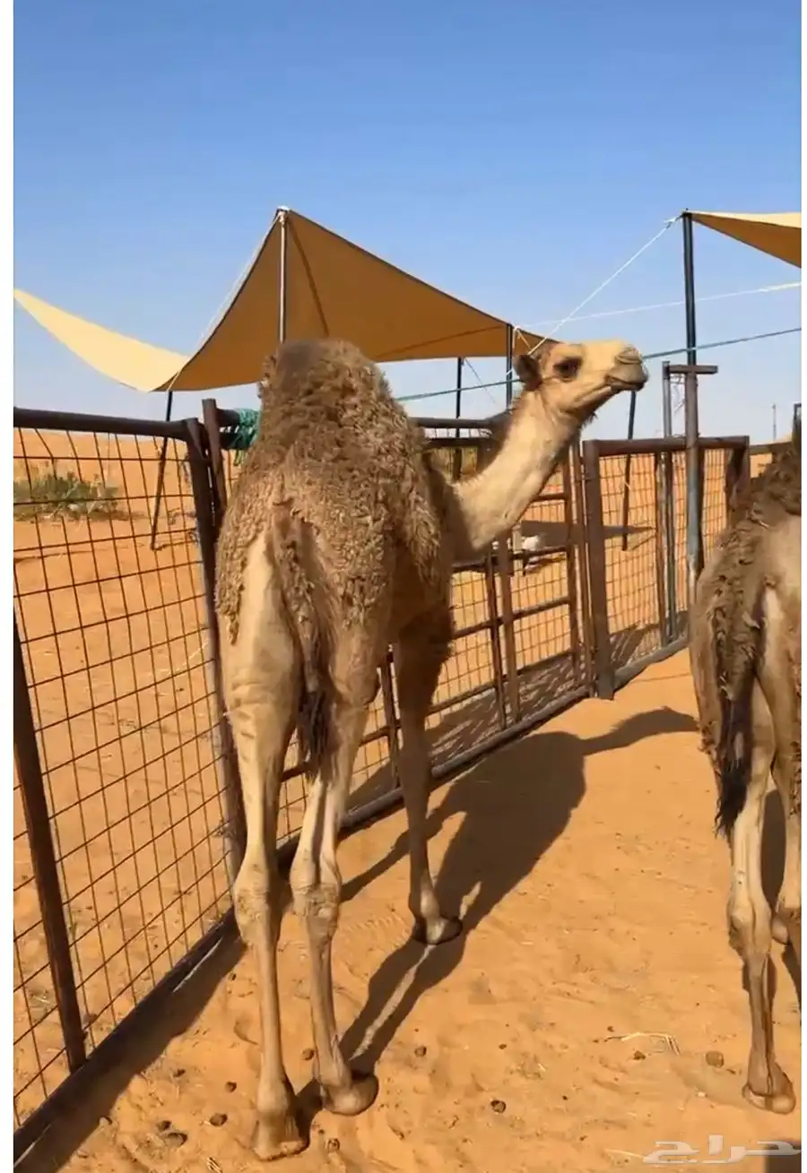قعود لاباني 6شهور 0
