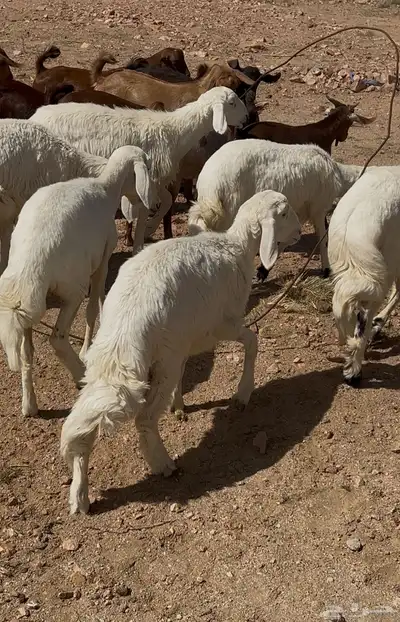 خرفان ورخال وتيوس 6