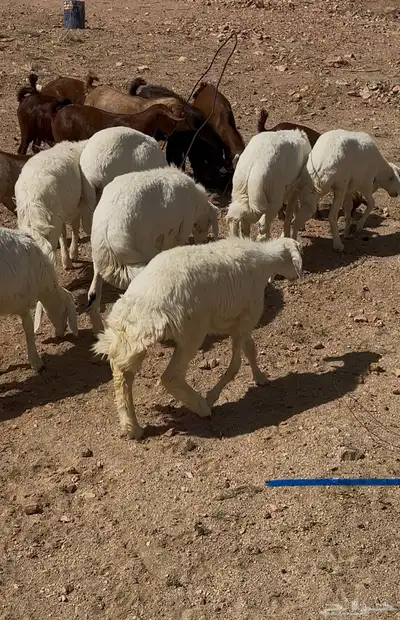 خرفان ورخال وتيوس 4
