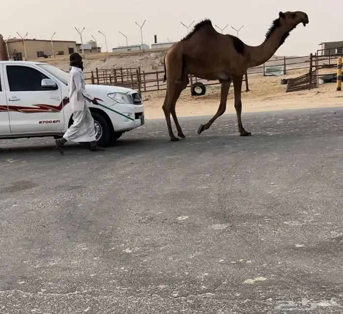 بكستاني قعود كفو ياهل الصنف 1