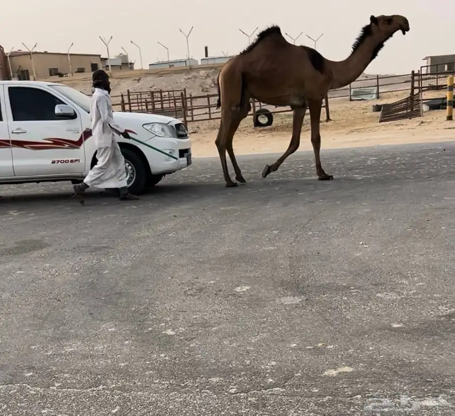 بكستاني قعود كفو ياهل الصنف 1