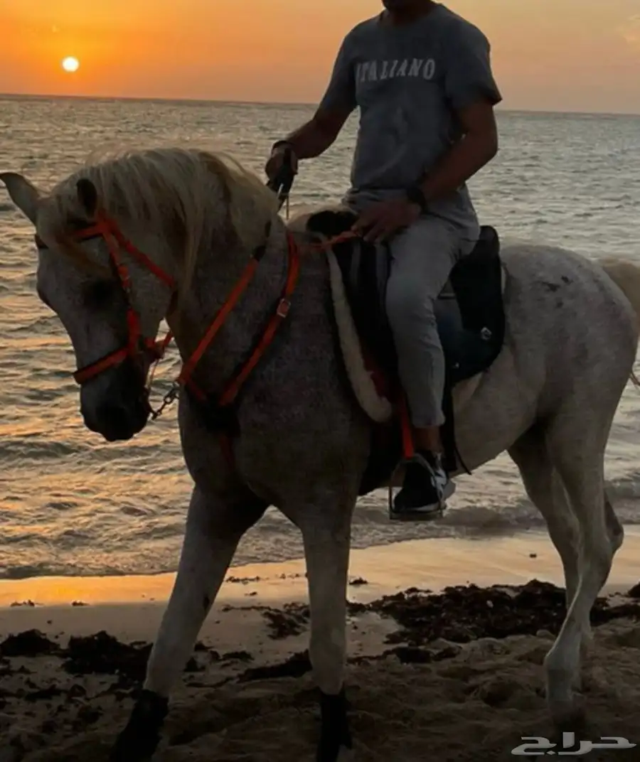 خيل عربي للبيع 3