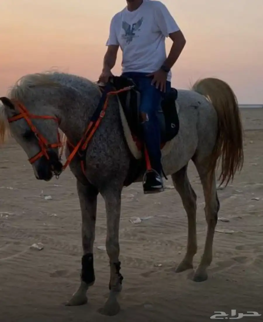 خيل عربي للبيع 0