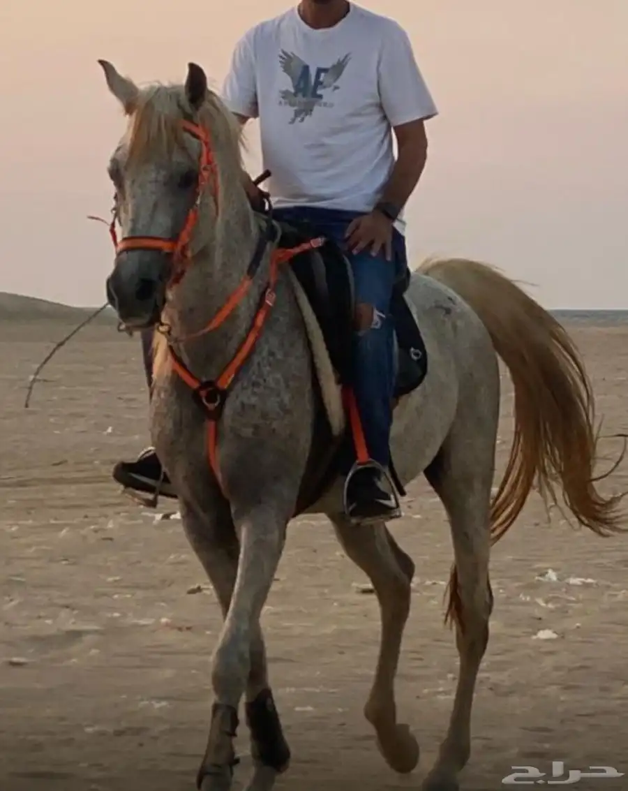 خيل عربي للبيع 4