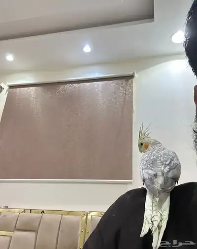كروان لاتينو 1