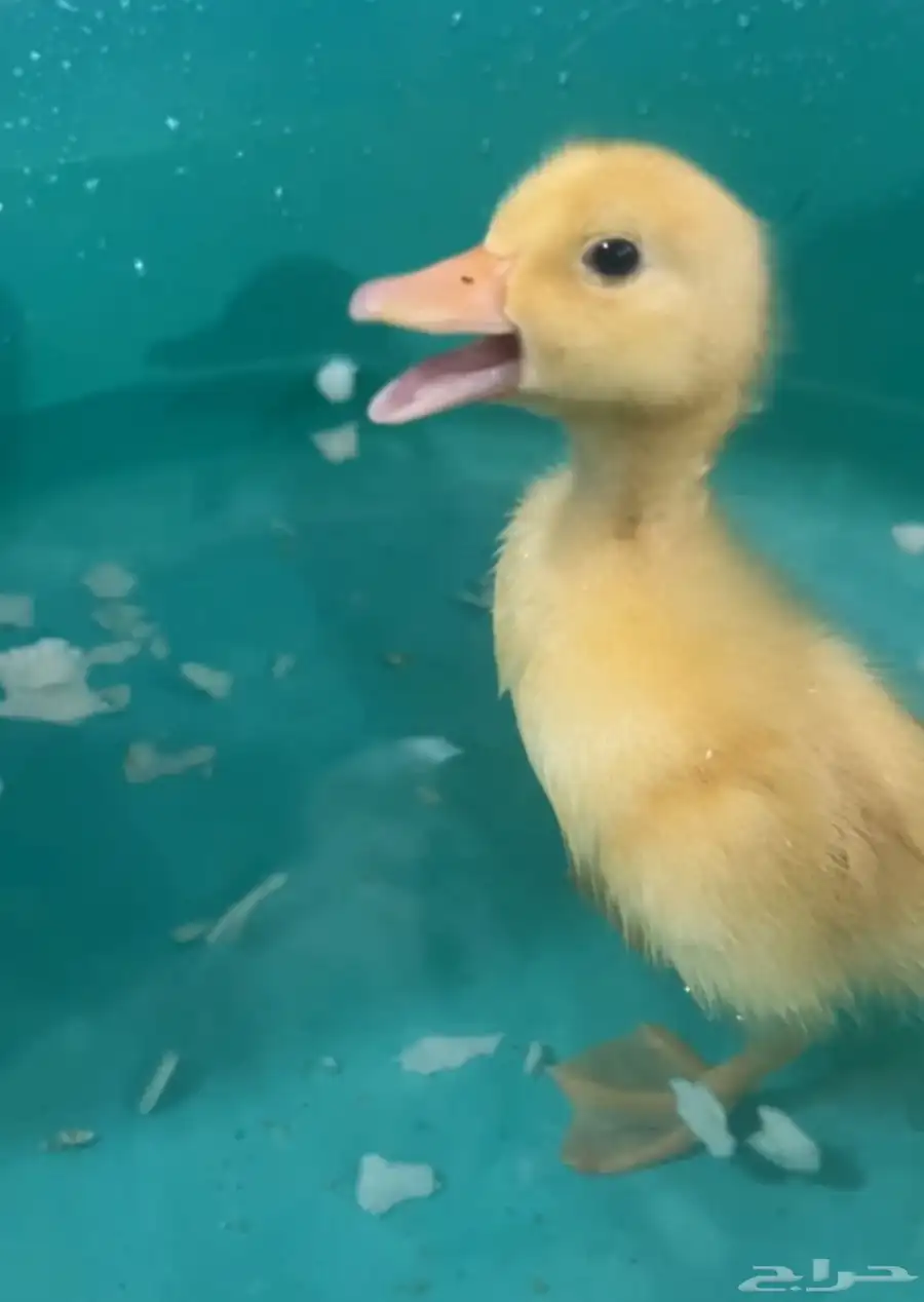 بطه 1