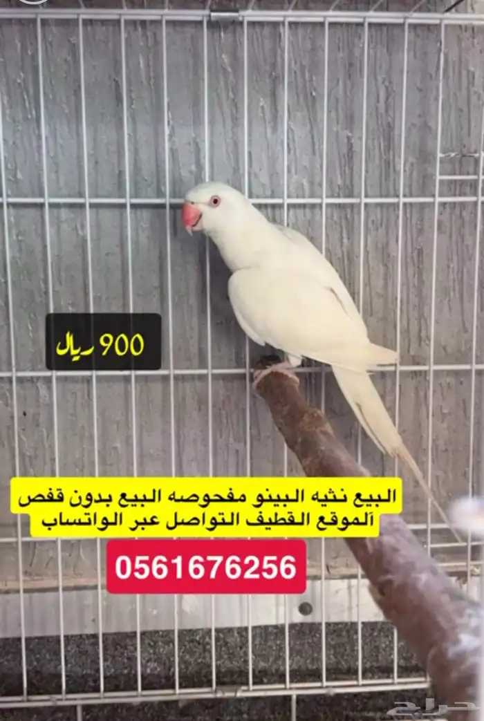 درات هولندي ودكر نيبالي 1