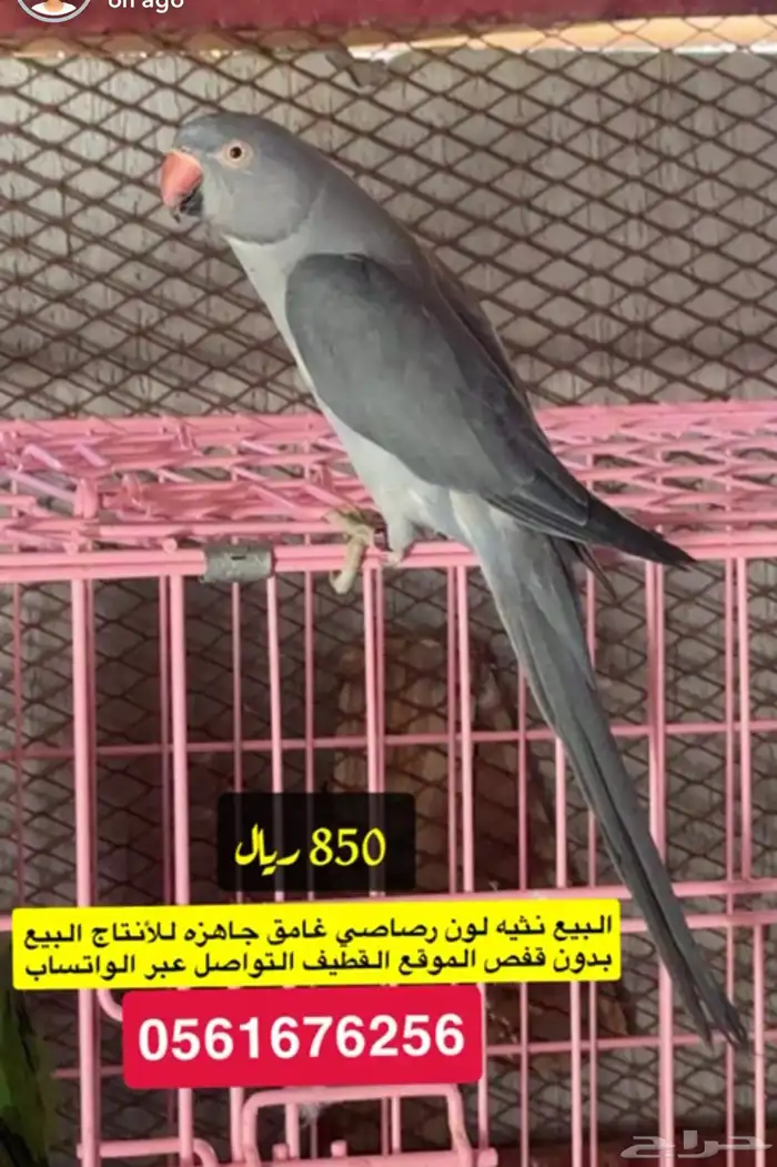 درات هولندي ودكر نيبالي 3
