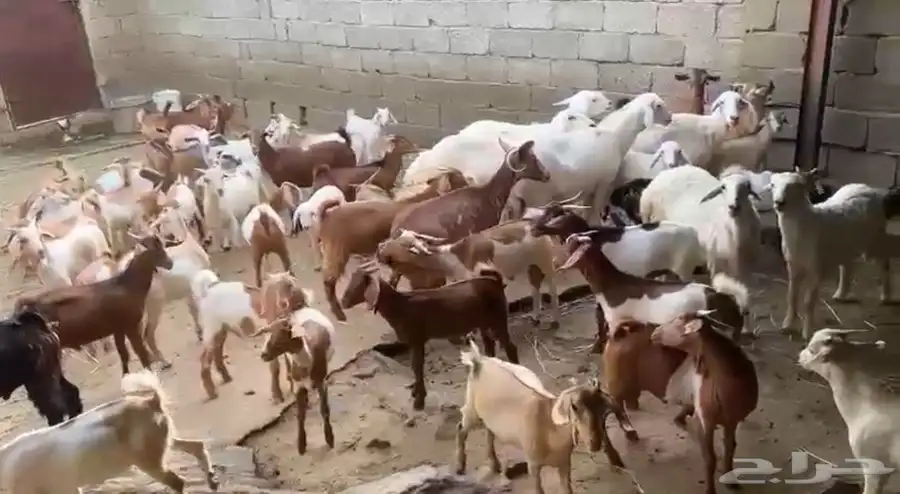 السلام عليكم ورحمة الله وبركاته غنم للبيع سومتك خاص 1