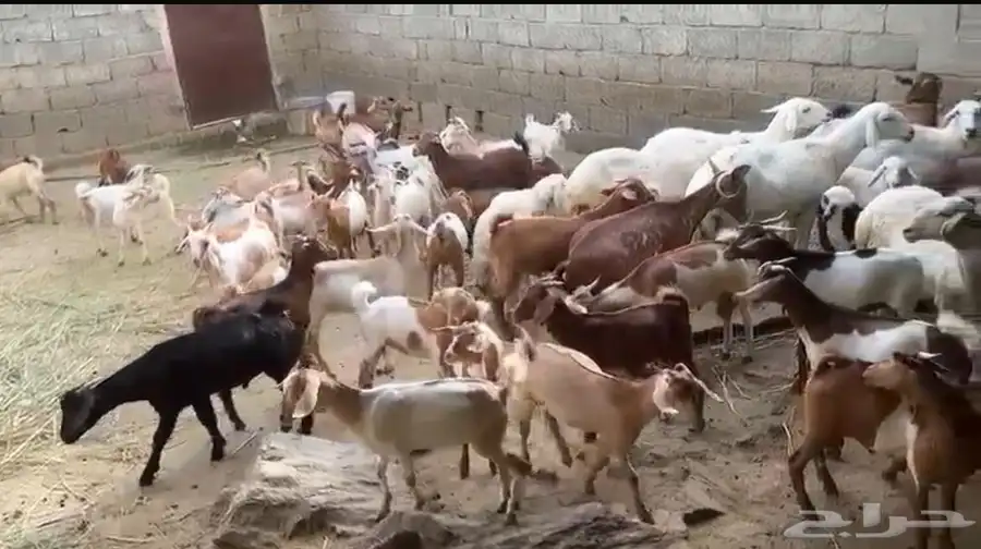السلام عليكم ورحمة الله وبركاته غنم للبيع سومتك خاص 0