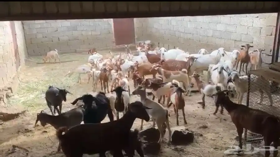 السلام عليكم ورحمة الله وبركاته غنم للبيع سومتك خاص 2