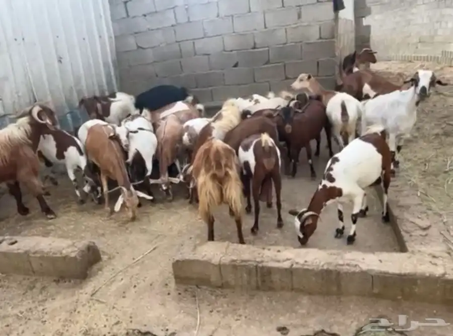 السلام عليكم ورحمة الله وبركاته غنم للبيع سومتك خاص 3