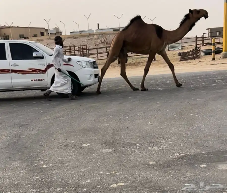 بكستاني قعود كفو ياهل الصنف 0