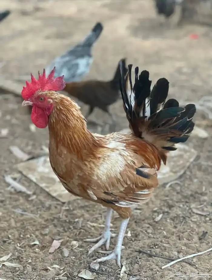 ديوك 1
