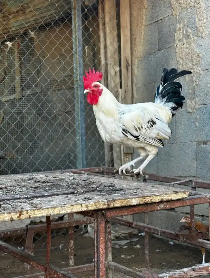 ديوك 2