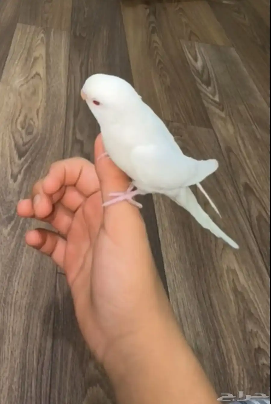 بادجي ابيض مفقود الرياض السويدي الغربي 0