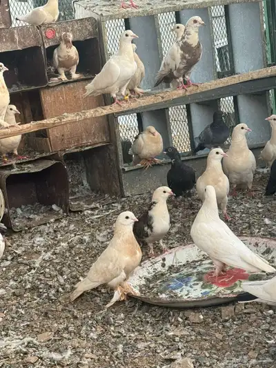 تبوك 4