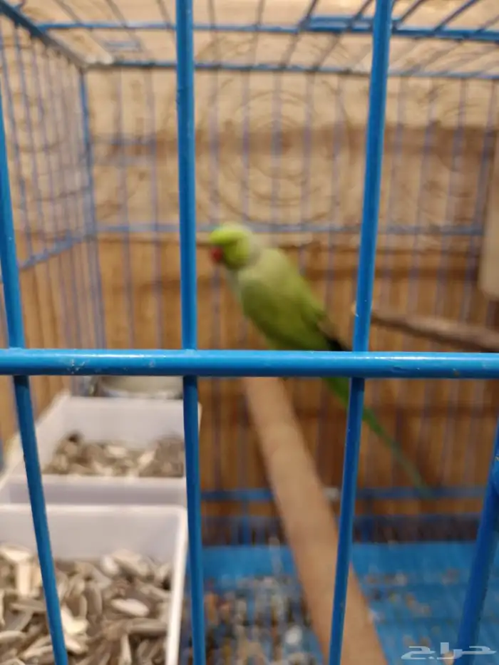 جوز ببغاء دره للبيع 0