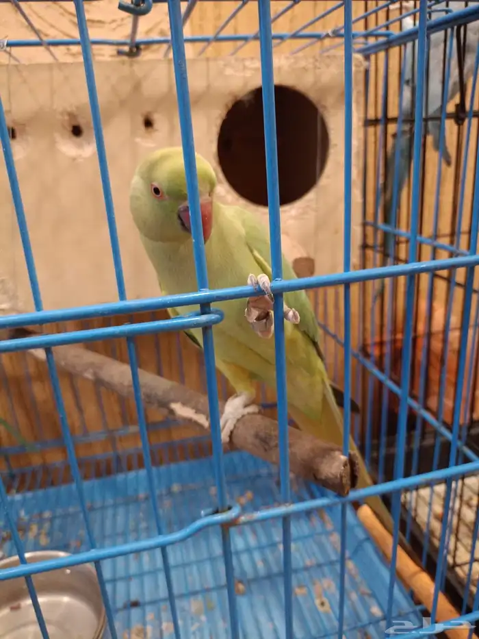 جوز ببغاء دره للبيع 2