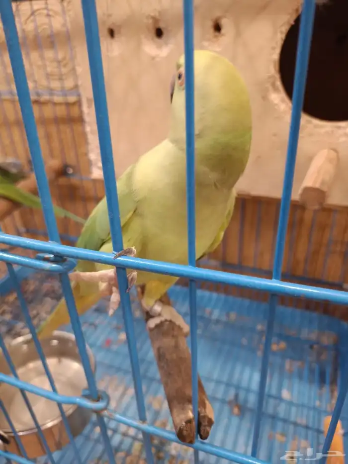 جوز ببغاء دره للبيع 1