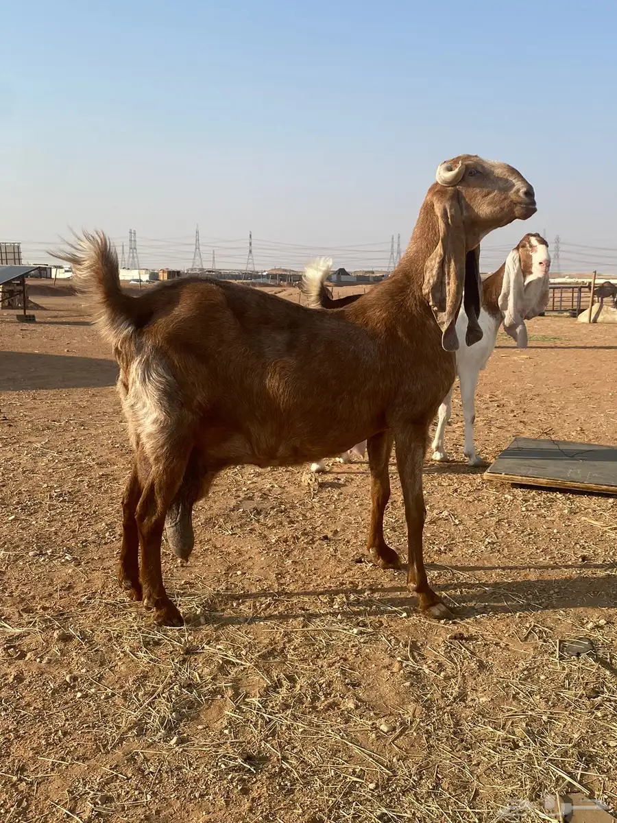 عنز هولنديه تحتها جفره 2