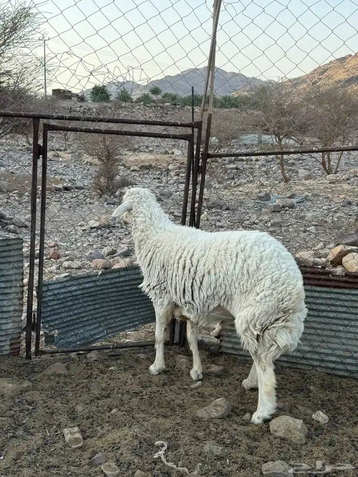 المدينه 0