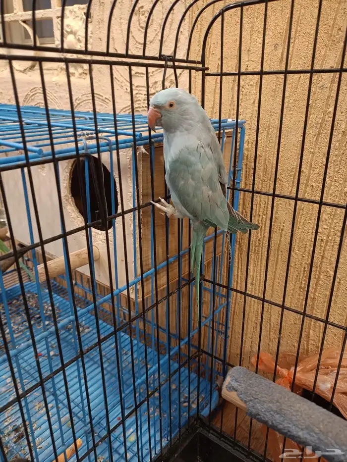 جوز ببغاء دره للبيع 5