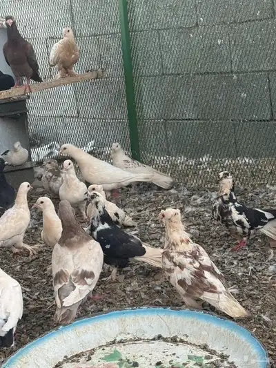 تبوك 5