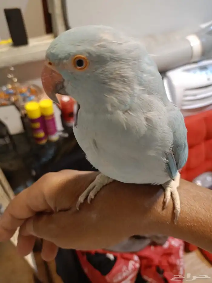 جوز ببغاء دره للبيع 6