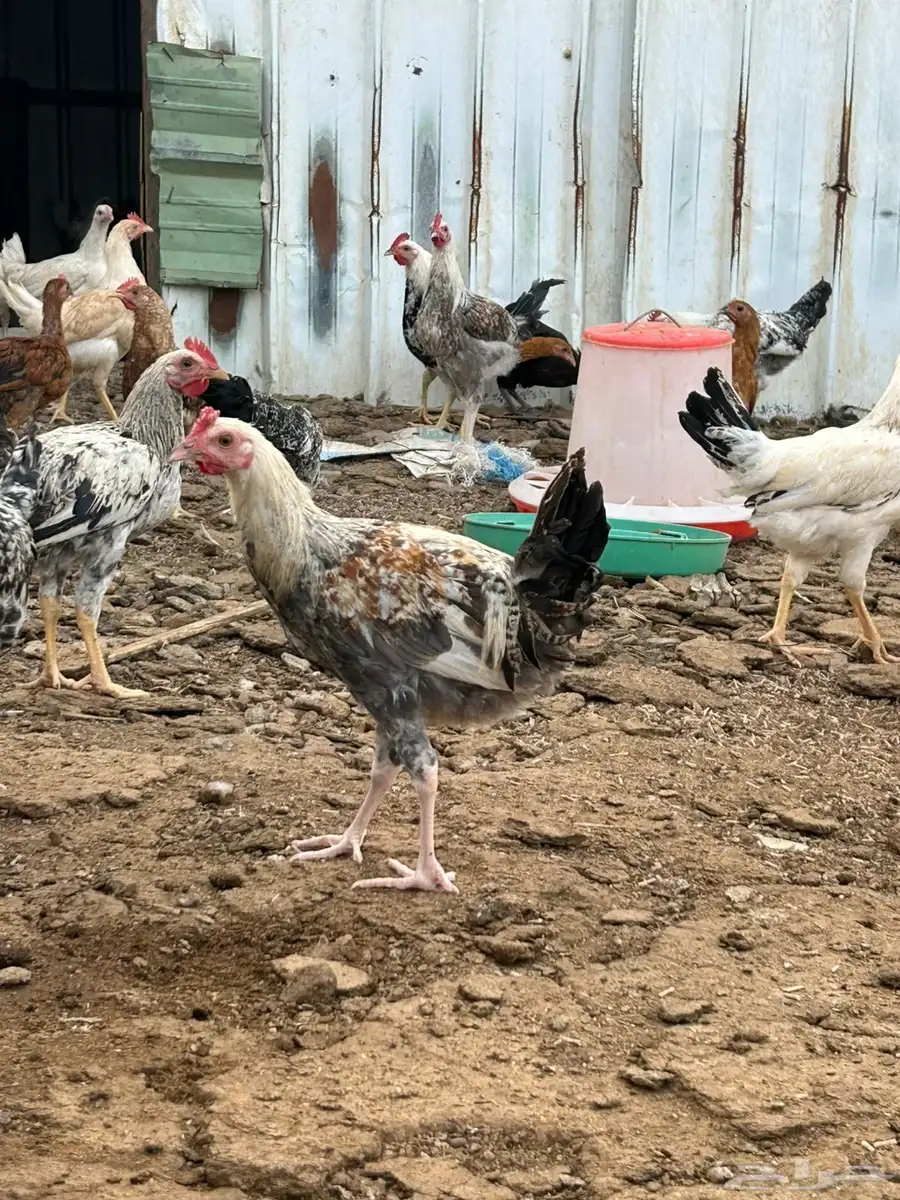 دجاج بلدي 5