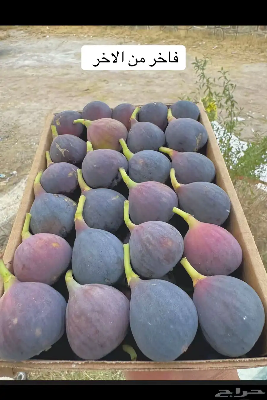 تين بلدي وبرشومي طازه سكررر محافظة ميسان 0
