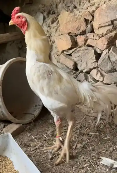 ديكين وخمس دجاجات 5