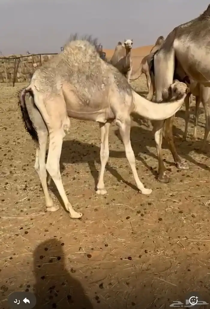 قعدان كفو تحت اماتها مشروطه العمر 5 اشهر واكثر 0