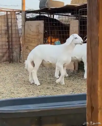 خرفان 1