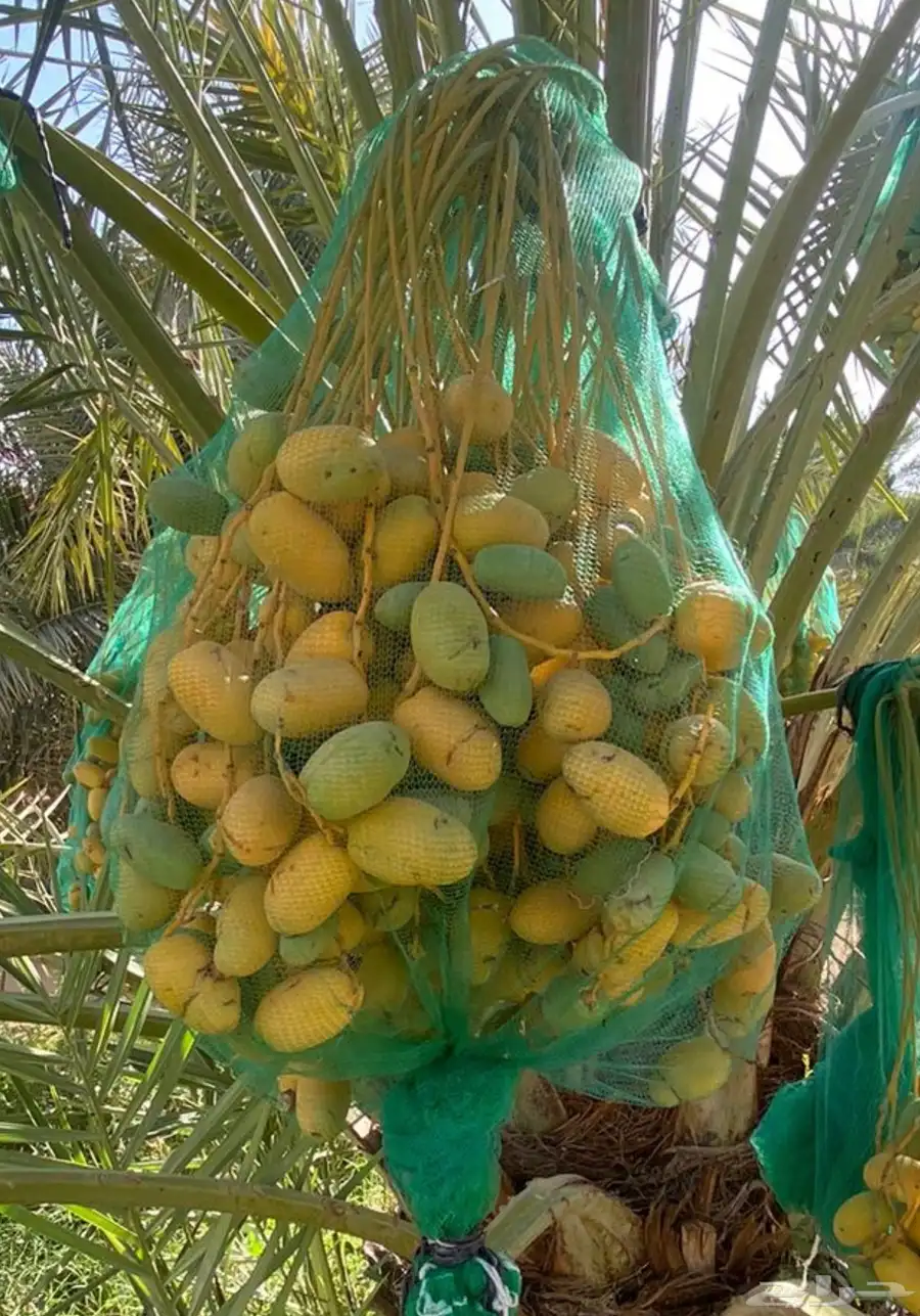 نخل نوع اخلاص 0