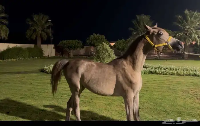 خيل عربي اصيل 1