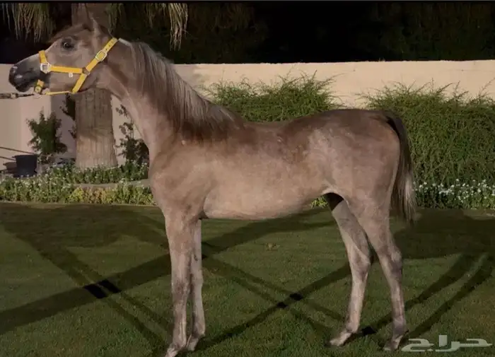 خيل عربي اصيل 0