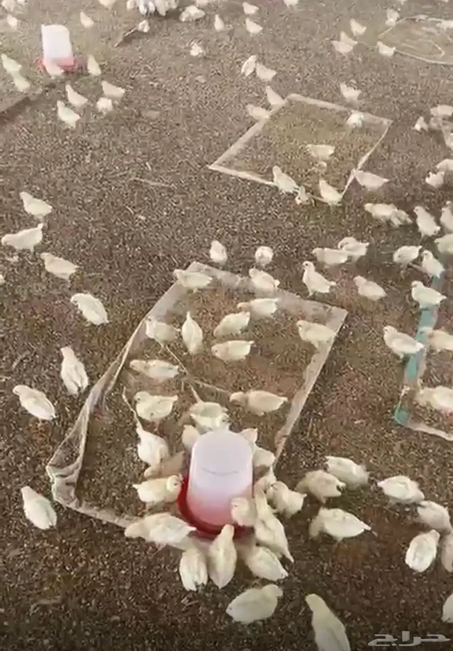 صوص بياض للبيع امات عدد 4000 0