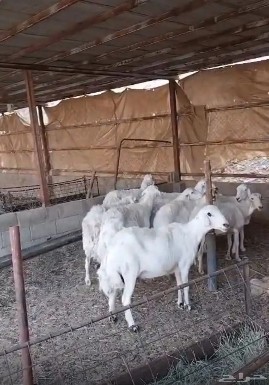 للبيع حريات 0